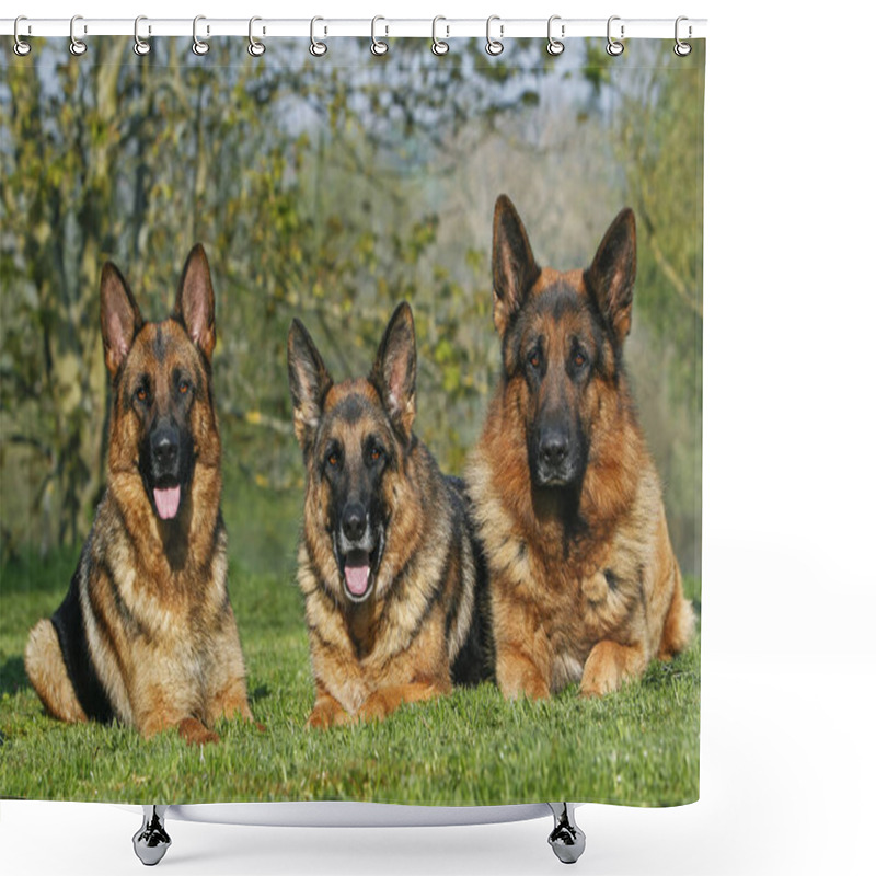 Personality  German Shepherd Dog, Adults Laying On Grass   Shower Curtains