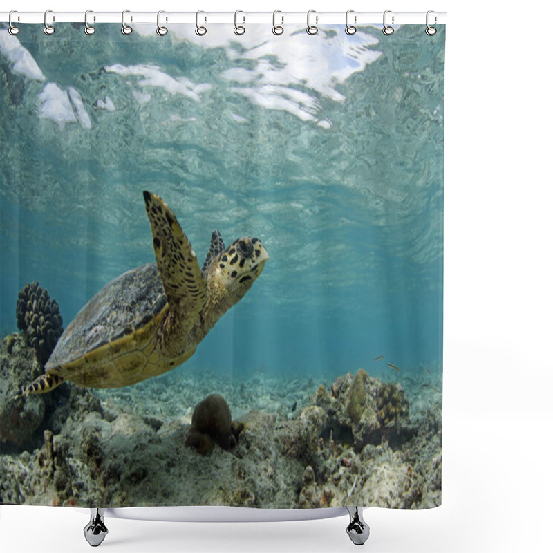 Personality  Hawksbill Turtle (Eretmochelys Imbricata) Swimming In Shallow Water. Helengeli, North Male Atoll, Maldives Shower Curtains