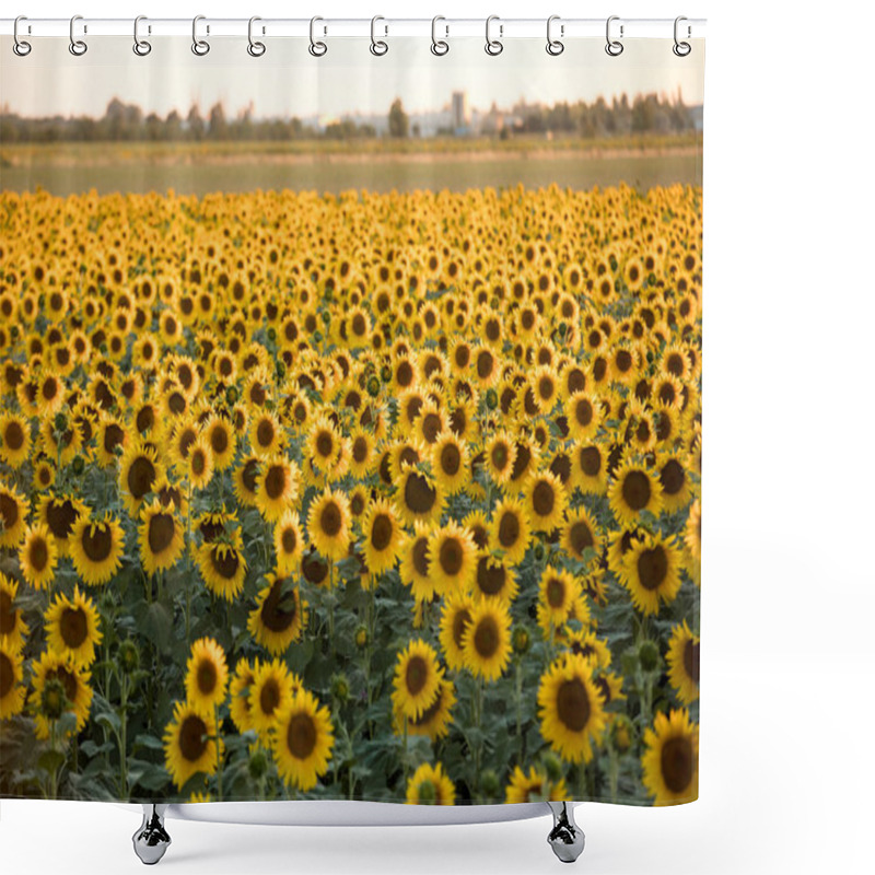 Personality  Sunflowers Field Near Arles  In Provence, France. Shower Curtains