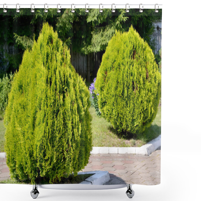 Personality  Oriental Squid (Eastern Thuja), Cultivar Aurea Nana (Platycladus Orientalis (L.) Franco) Grow In The Park Shower Curtains