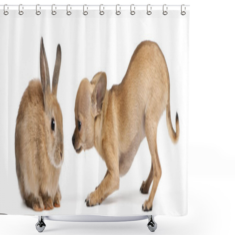 Personality  Chihuahua Puppy Playing With Rabbit In Front Of White Background Shower Curtains