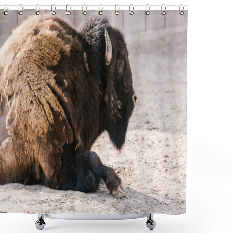 Personality  Close Up View Of Wild Wisent At Zoo Shower Curtains