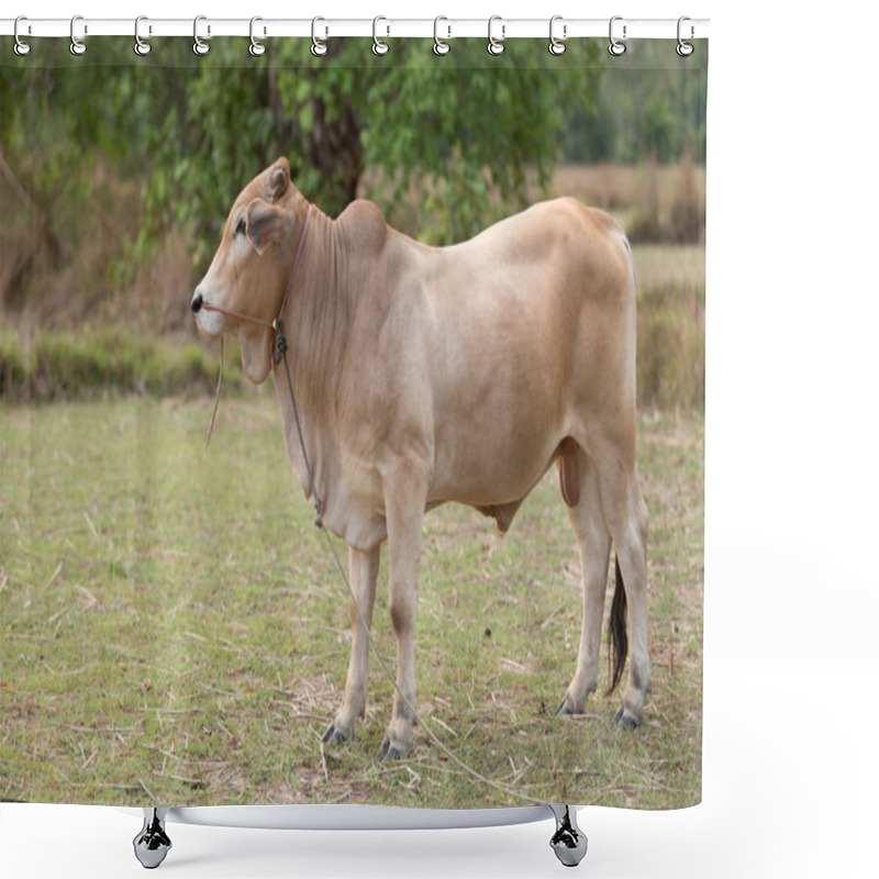 Personality  American Brahman Cow Shower Curtains