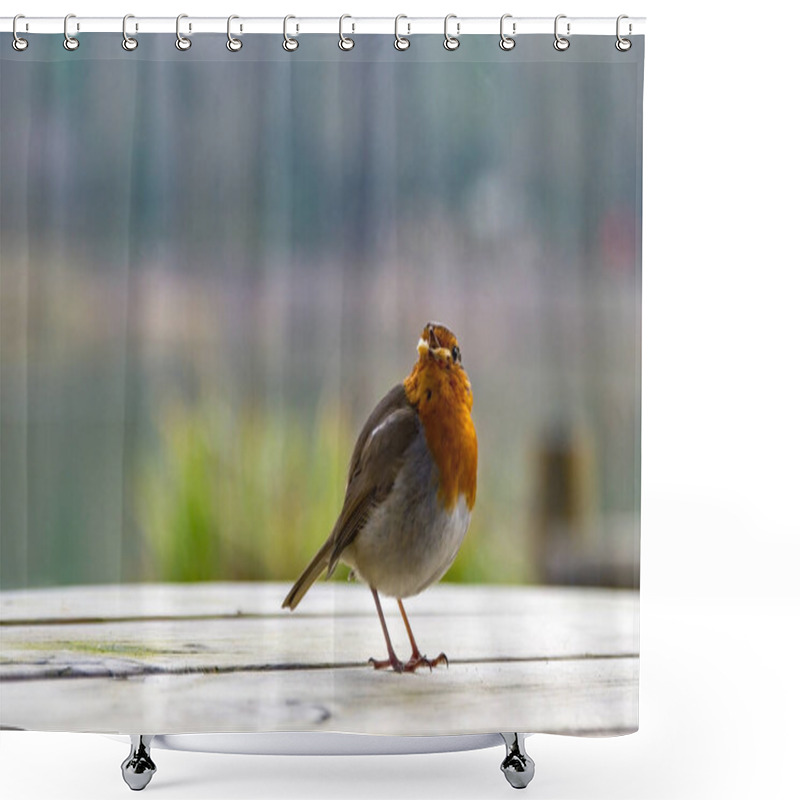 Personality  A Robin Perched On A Post. He Looks Out Across The Softly Focused Green Background. Erithacus Rubecula. Copy Space Editorial Picture. Shower Curtains