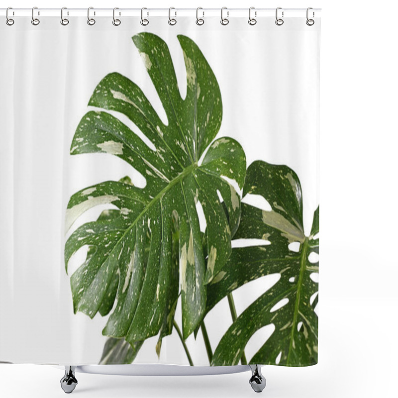 Personality  Large White Sprinkled Leaf Of Rare Variegated Tropical 'Monstera Deliciosa Thai Constellation' Houseplant With Fenestration Isolated On White Background Shower Curtains