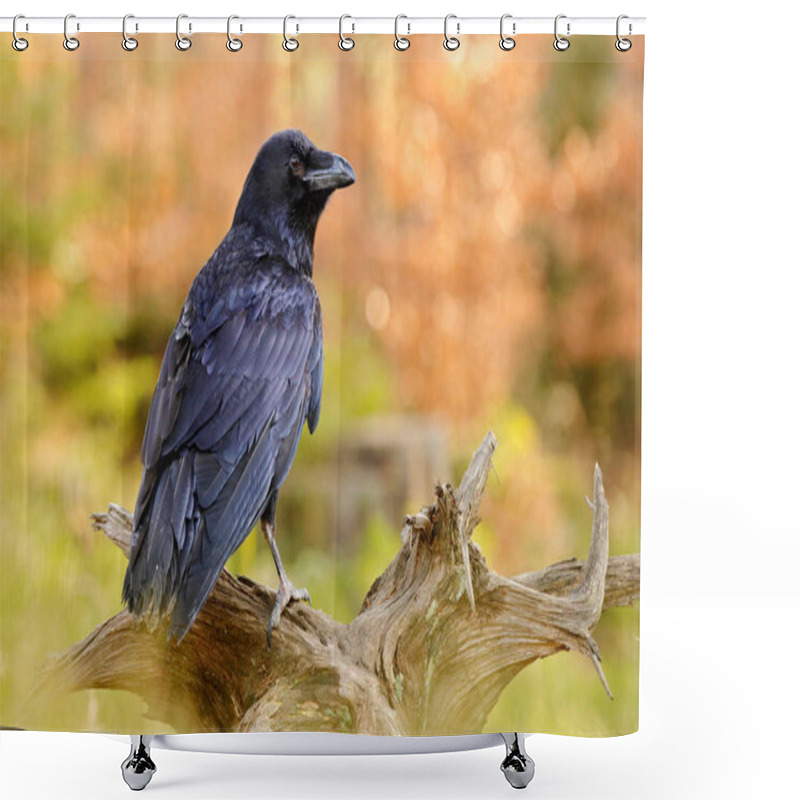 Personality  Raven, Sitting On The Tree Trunk. Bird Behavior In Nature. Wildlife Feeding Behaviour Scene In The Forest. Black Shiny Glossy Bird.  Shower Curtains