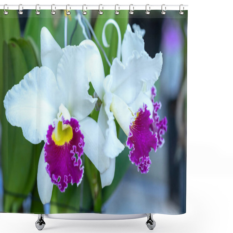 Personality  Cattleya Labiata Flowers Bloom In The Spring Sunshine, A Rare Forest Orchid Decorated In Tropical Gardens Shower Curtains