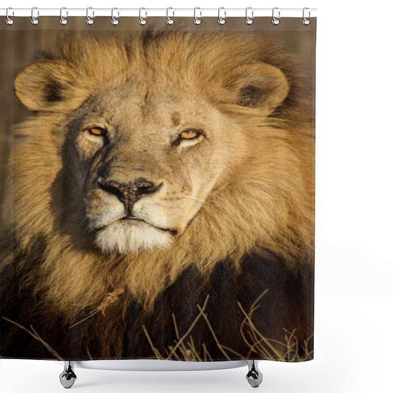 Personality  Mighty Lion Watching The Lionesses Who Are Ready For The Hunt Shower Curtains