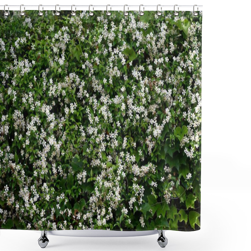 Personality  Asiatic Jasmine (Trachelospermum Asiaticum) Flowers. Apocynaceae Evergreen Vine Shrub. It Creeps Up Rocks And Trees And Blooms Propeller-shaped White Flowers In Early Summer. Shower Curtains