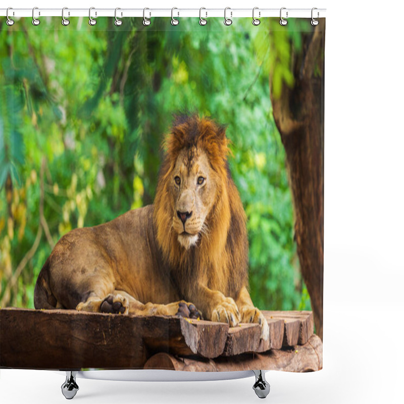 Personality  Male Lion Resting Near A Tree Shower Curtains