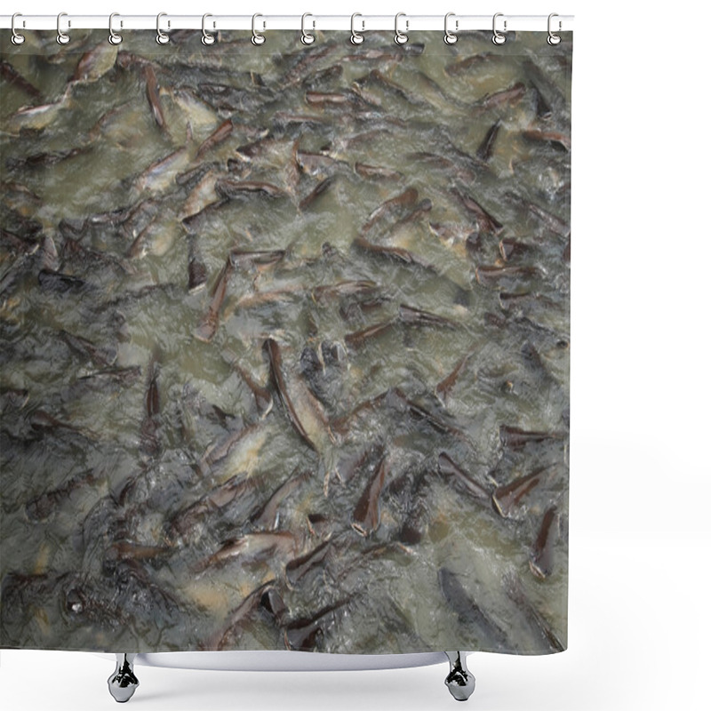 Personality  Group Of Shark Catfish On The Pond Shower Curtains