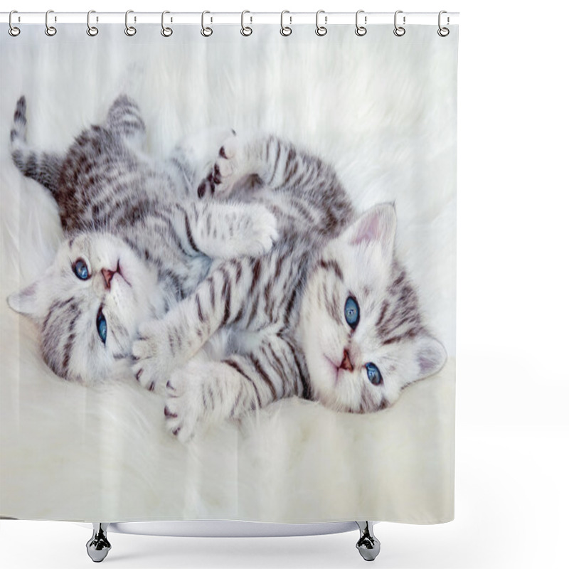 Personality  Two Young British Shorthair Silver Tabby Cats Lying Playing Toge Shower Curtains