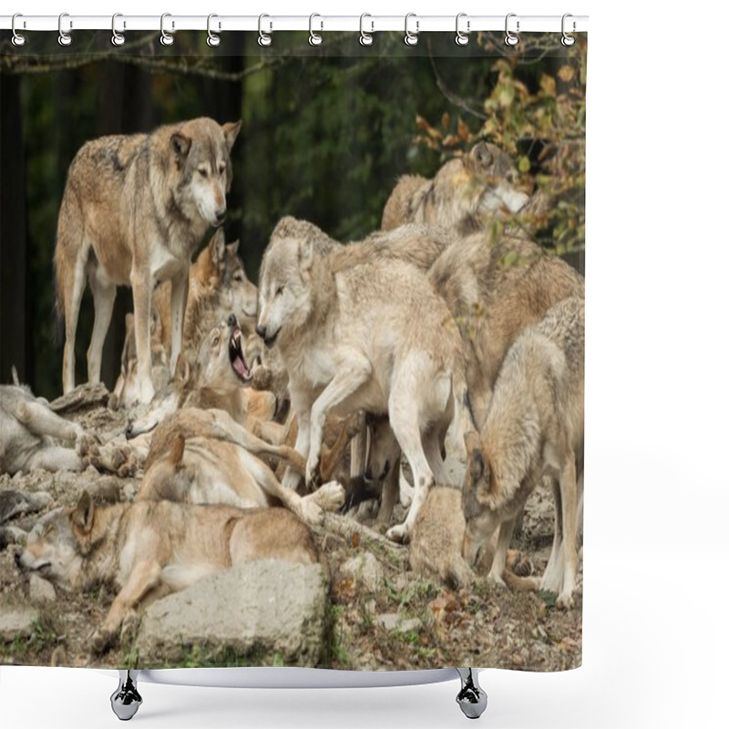 Personality  A Pack Of Wolves On A Rock Shower Curtains