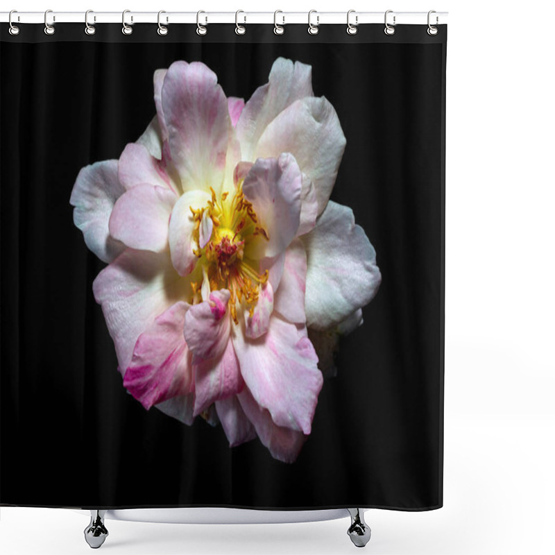 Personality  The Delicate Petals Of A Withering Sakura Gasumi Ros Shower Curtains