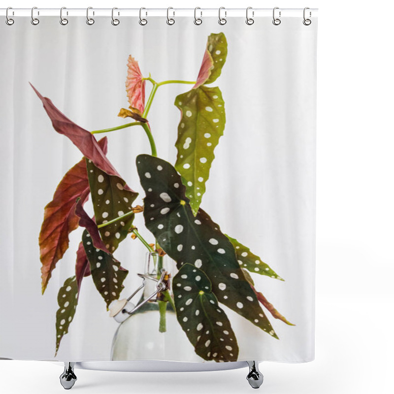 Personality  Cutting Of Polka-dot Begonia (begonia Maculata Var. Wightii) Houseplant Rooting In Water. Shower Curtains