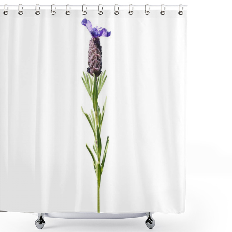 Personality  Lavandula Stoechas Common Name Spanish Lavender Plant With Flowers Isolated On White Background Shower Curtains