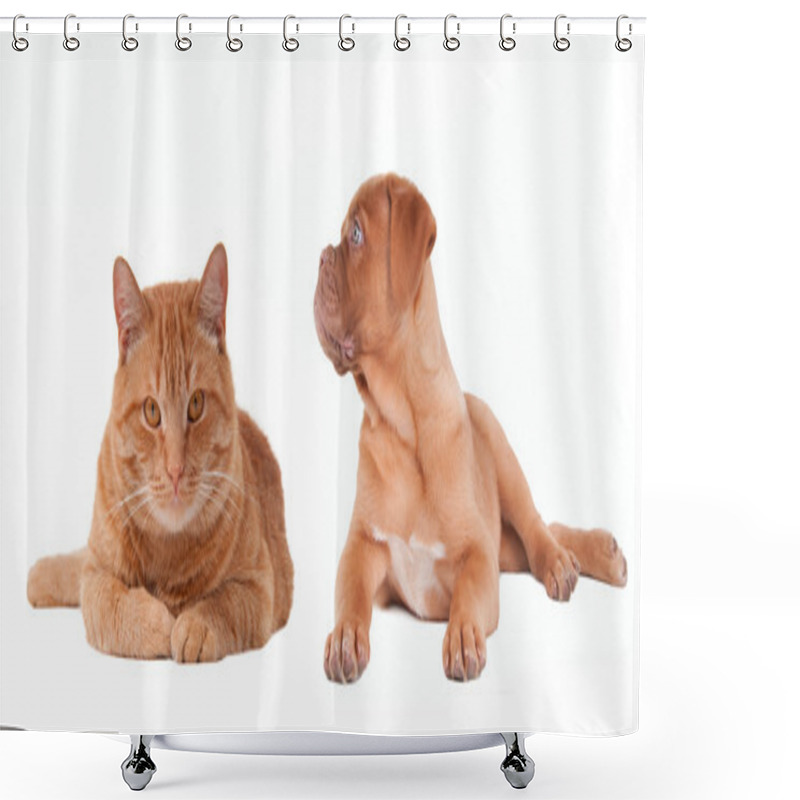 Personality  Puppy And Kitten Of The Same Colour Lying Next To Each Other Shower Curtains