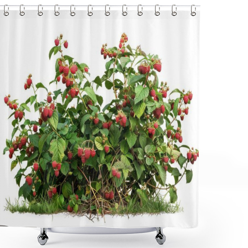 Personality  Vibrant Raspberry Bush With Clusters Of Ripe Red Berries, Surrounded By Lush Green Leaves. Shower Curtains