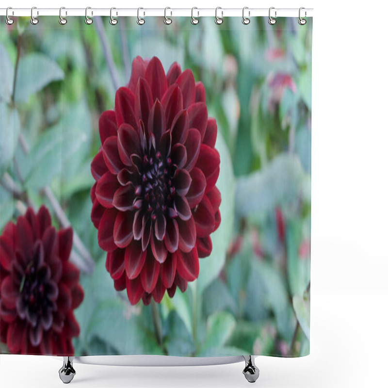 Personality  Dark Red Chrysanthemum Against Soft Green Foliage Background With Copyspace Shower Curtains