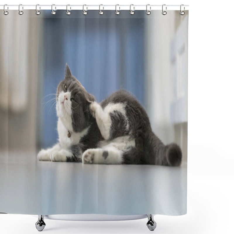 Personality  British Shorthair Cat Scratching On The Floor Shower Curtains