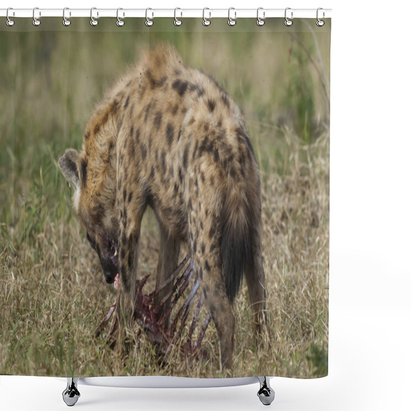 Personality  Hyena In Wild Nature Of South Africa Shower Curtains