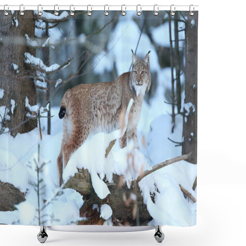 Personality  Euroasian Lynx In The Bavarian National Park  Shower Curtains