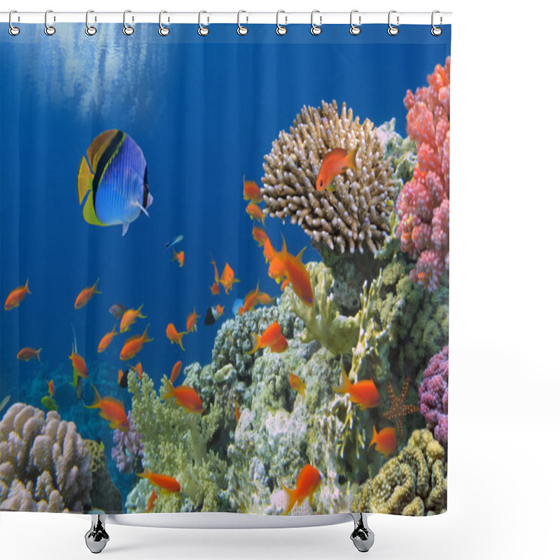 Personality  Tropical Fish On Coral Reef In The Red Sea Shower Curtains