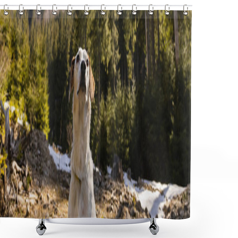 Personality  Dog Looking Away In Blurred Forest, Banner  Shower Curtains