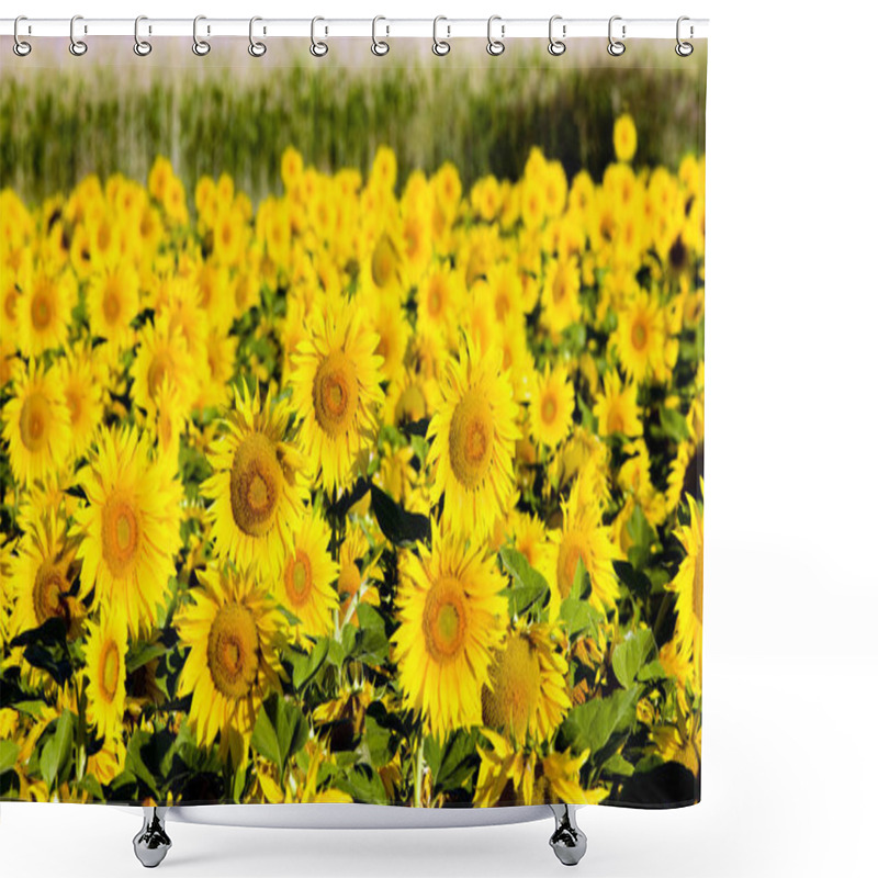 Personality  Sunflower Field, Zamora Province, Castile And Leon, Spain Shower Curtains