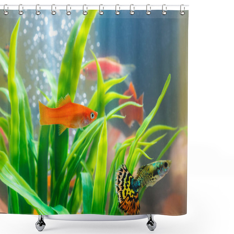 Personality  Little Fish In Fish Tank Or Aquarium, Gold Fish, Guppy And Red Fish, Fancy Carp With Green Plant, Underwater Life Concept. Shower Curtains