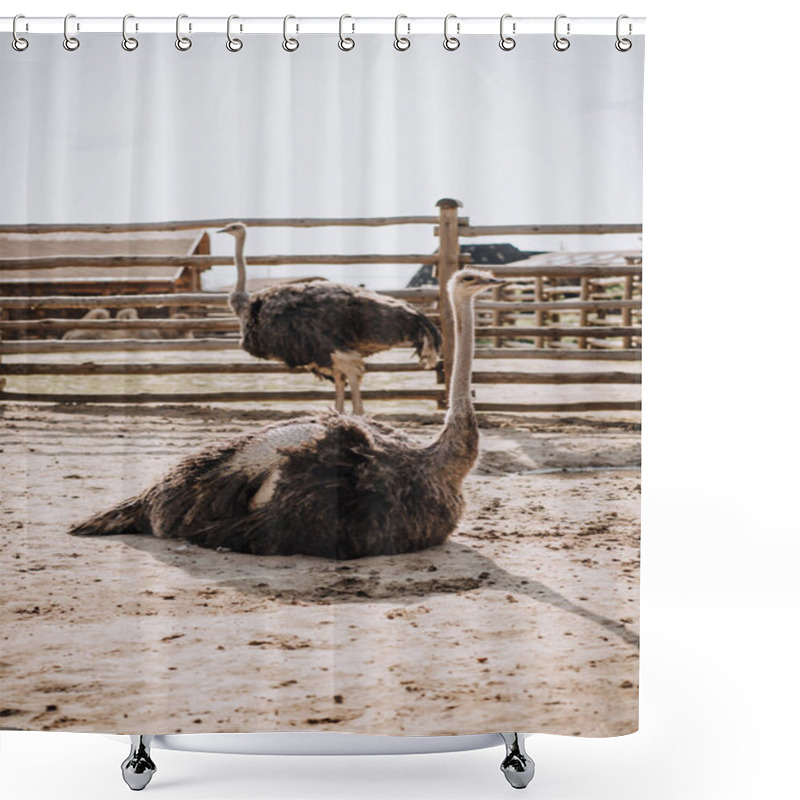 Personality  Closeup Image Of Two Ostriches In Front Of Wooden Fence In Corral At Zoo  Shower Curtains