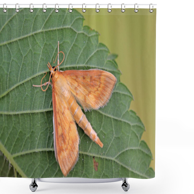 Personality  Moths Insect On Leaf Shower Curtains