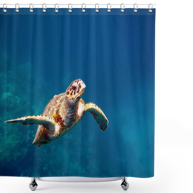 Personality  Sea Turtles. Great Reef Turtle Bissa. Shower Curtains