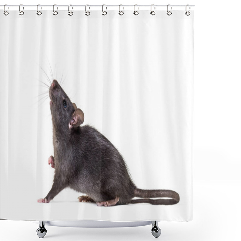 Personality  Black Rat, Rattus Rattus, In Front Of White Background Shower Curtains