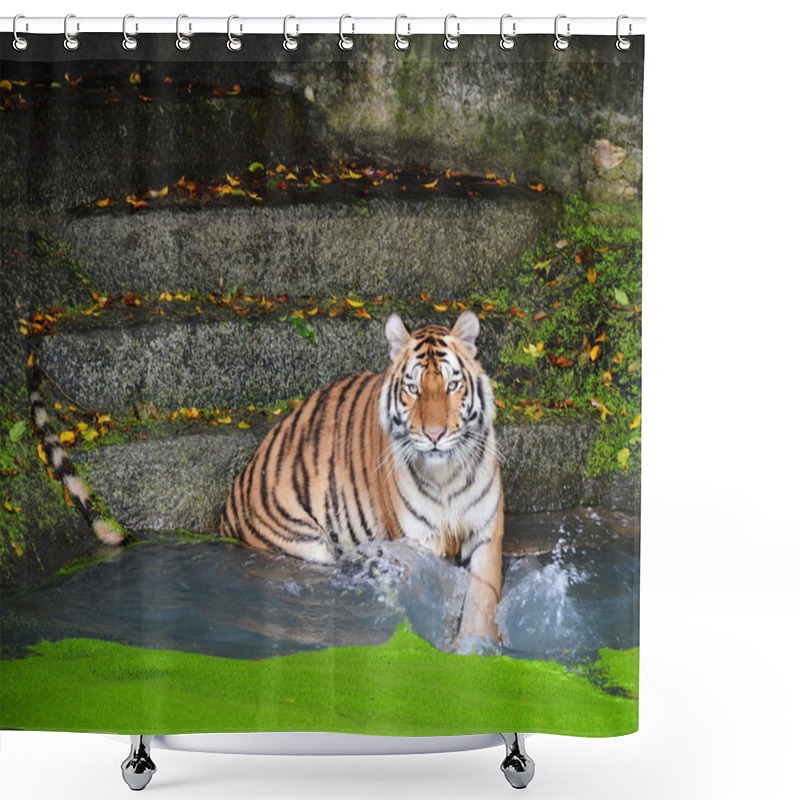 Personality  Tiger Hitting The Water Shower Curtains