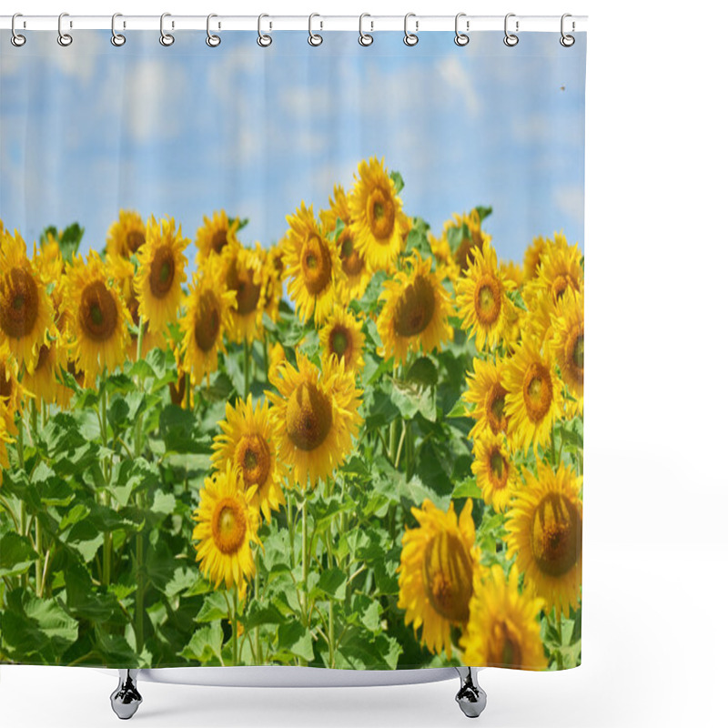 Personality  Sunflower Field Beautiful Summer Landscape With Soft Cloudy Sky Shower Curtains