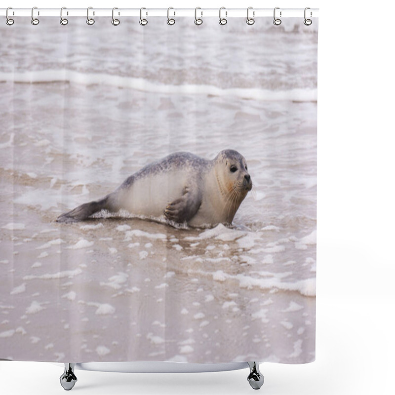 Personality  Seal On The Beach Of Amrum In Germany Shower Curtains