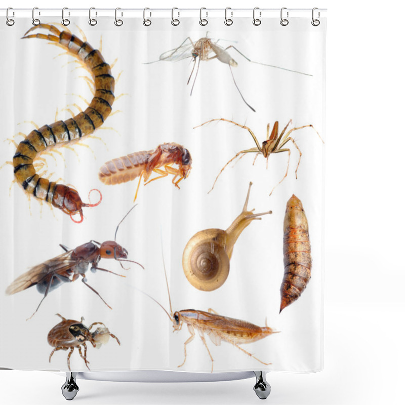 Personality  Insect Pest Bug Set Shower Curtains