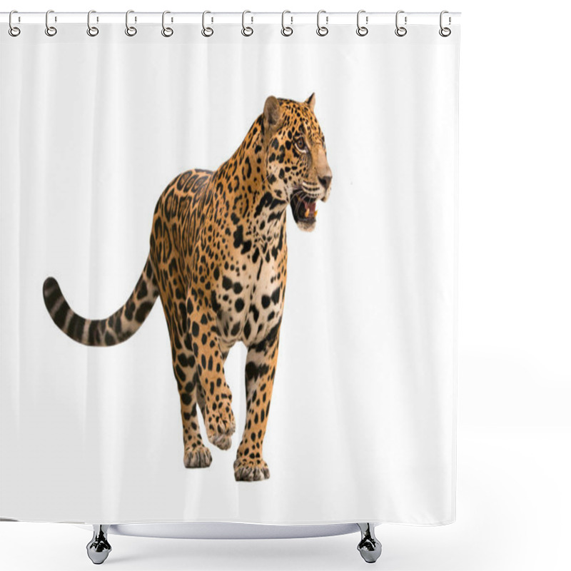 Personality  Jaguar ( Panthera Onca ) Isolated Shower Curtains