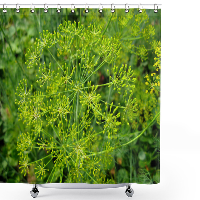 Personality  Dill Plants Shower Curtains