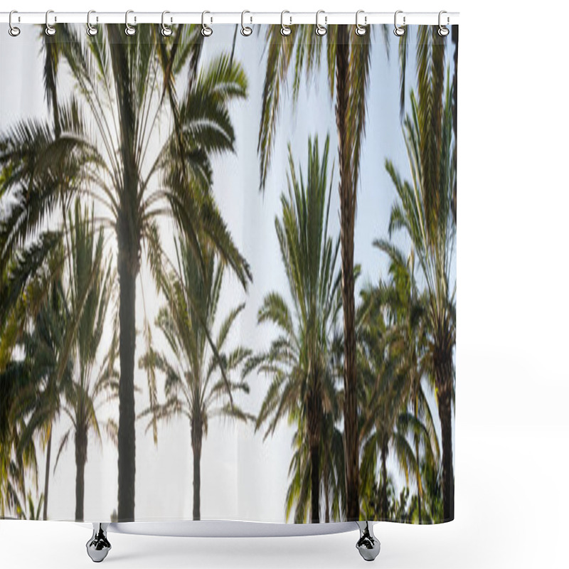 Personality  A Row Of Tall Palm Trees Casting Shadows On A Sandy Beach Under A Bright, Sunny Sky, Creating A Tranquil And Serene Atmosphere. Shower Curtains