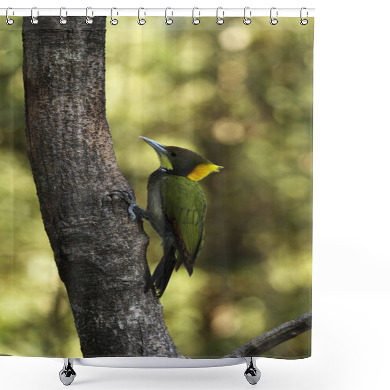 Personality  Greater Yellownape, Chrysophlegma Flavinucha, Sattal, Uttarakhand, India Shower Curtains