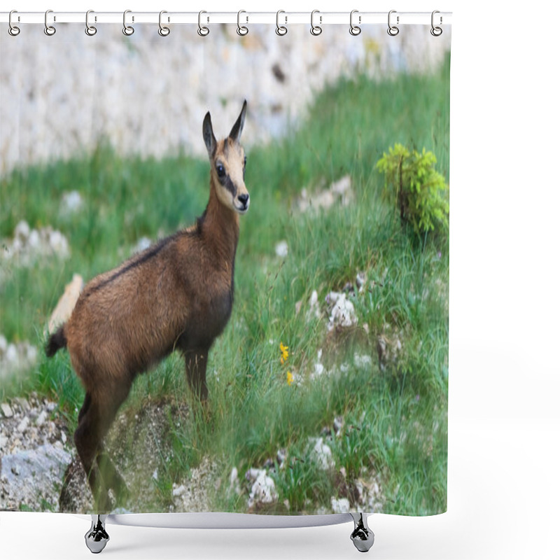 Personality  Kid Chamois (Rupicapra Carpatica) Shower Curtains