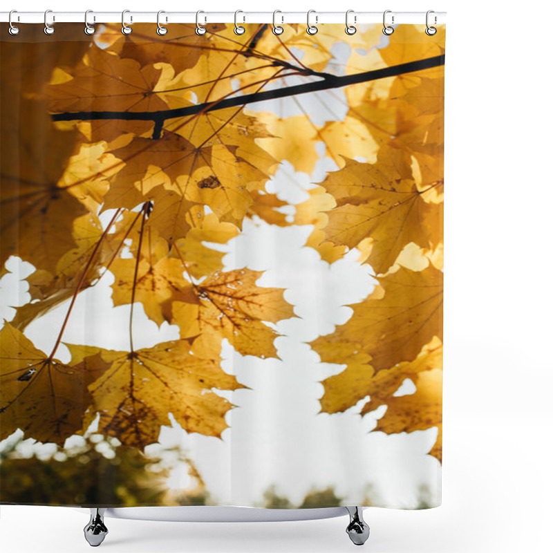 Personality  Autumn And Fall Composition. Beautiful Yellow Maple Leaves In The Park. Fall Concept And Natural Background.  Shower Curtains