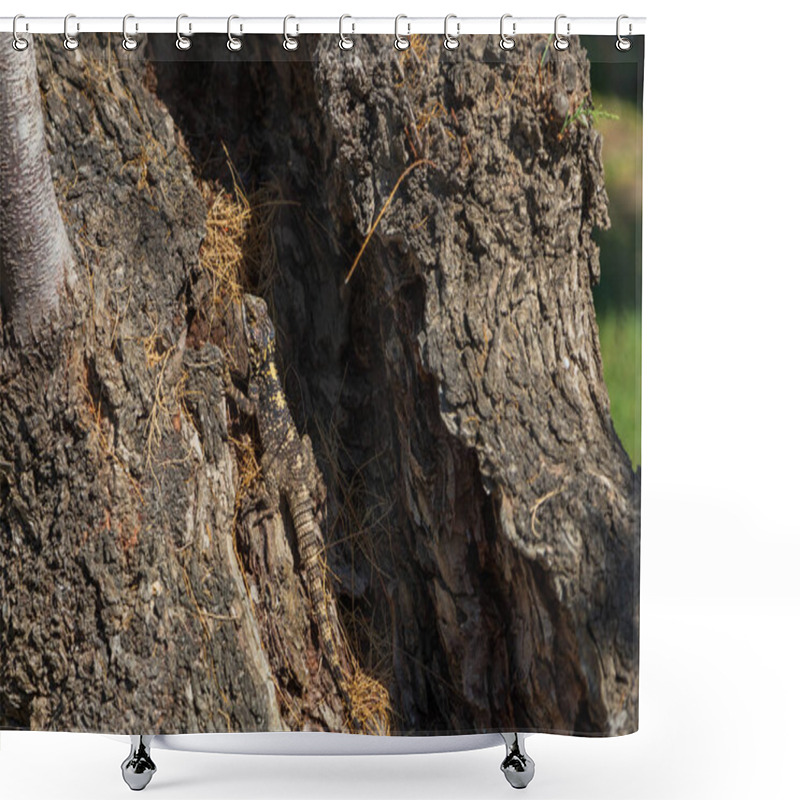 Personality  Small Lizard Among The Stones On The Beach Shower Curtains