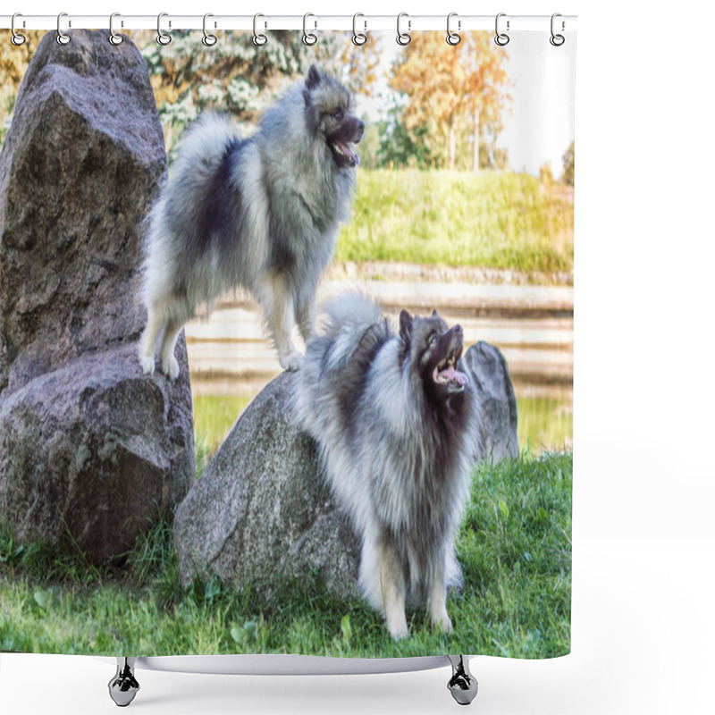 Personality  Dog Of Breed Of Keeshond (the German Wolfspitz) On The Street In Summer Sunny Day. Portraits Of A Dog Shower Curtains