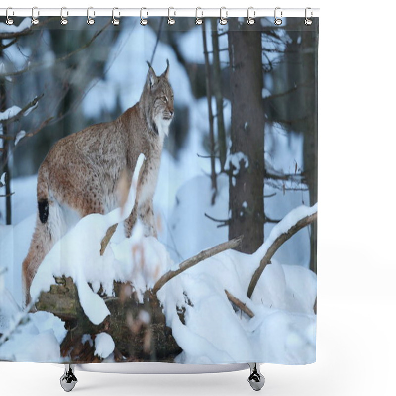 Personality  Euroasian Lynx In The Bavarian National Park  Shower Curtains