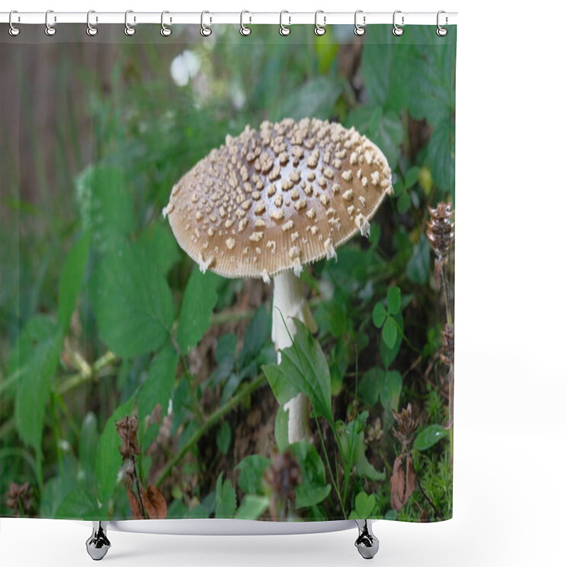 Personality  Brown Fly Agaric With White Spots. Poisonous Mushroom, Forest Floor, Small World. Shower Curtains