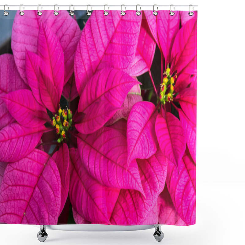 Personality  Poinsettias Shower Curtains