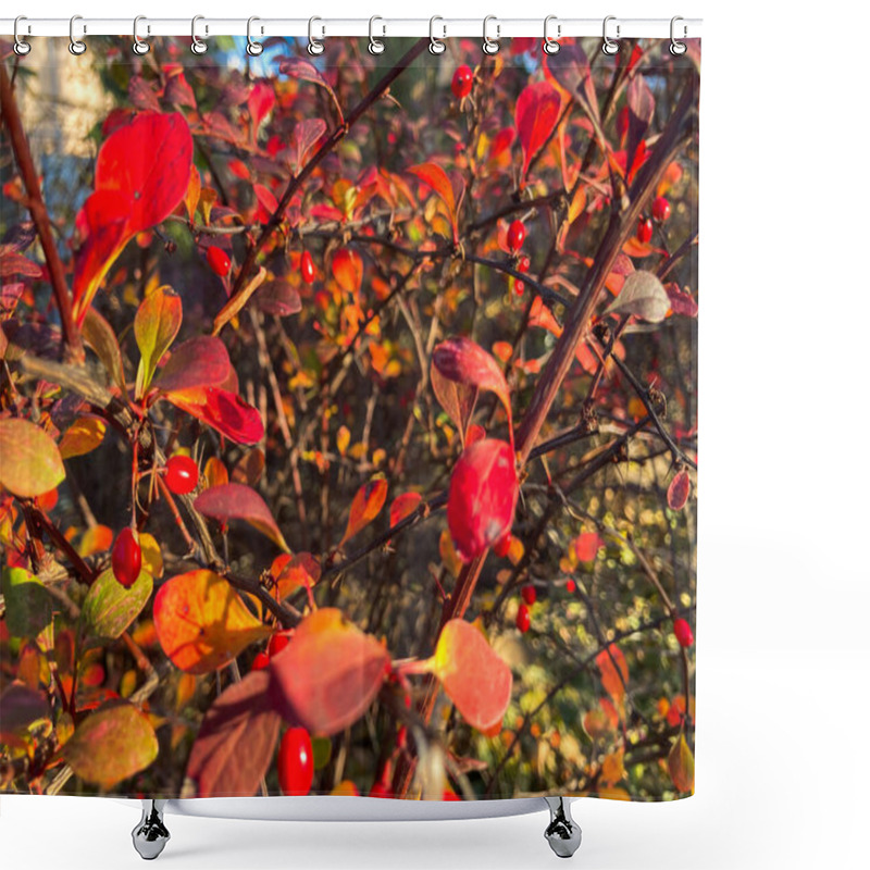 Personality  Close-up Photograph Of A Vibrant Autumn Plant With Intertwined Branches, Red, Orange, And Yellow Foliage, And Smaller Berries Image Reflects On Glass Or Window Focus Is Sharp, Blurred Background C Shower Curtains